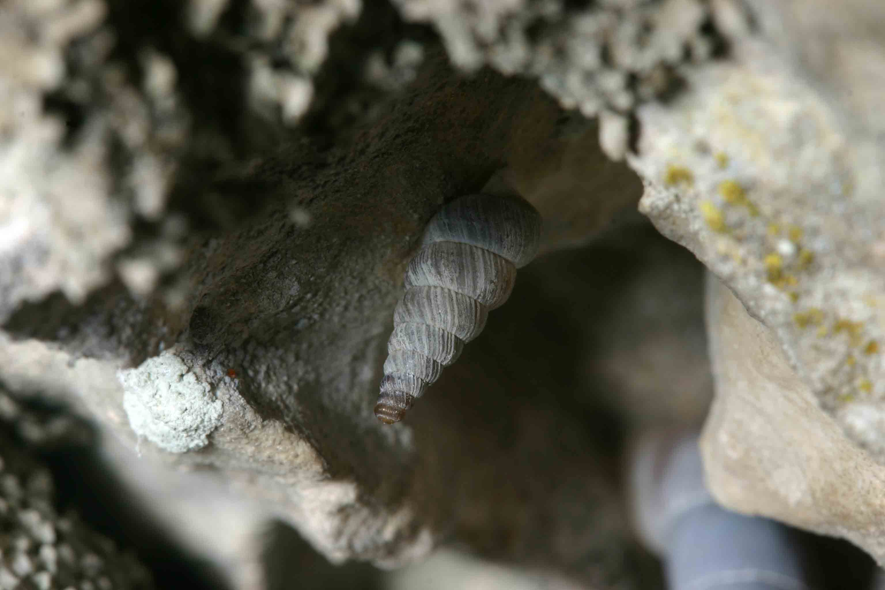 Cochlostoma cf.agriotes - Gole del Sagittario